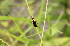 Pseudomops interceptus