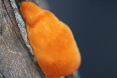 Piptoporus australiensis