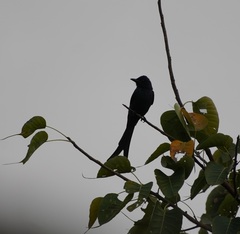 Dicrurus leucophaeus