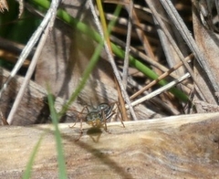 Myrmecia