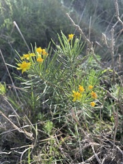 Euryops