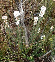 Epacris curtisiae