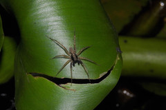 Pardosa laura