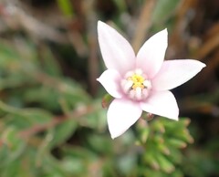 Boronia elisabethiae