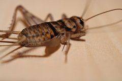 Gryllodes sigillatus