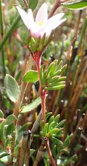 Boronia elisabethiae