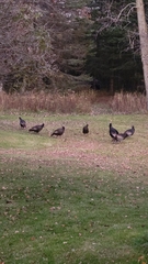 Meleagris gallopavo silvestris