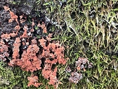 Metatrichia