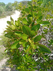 Searsia laevigata