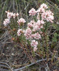 Sprengelia incarnata