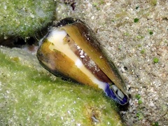 Conus flavidus