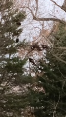 Meleagris gallopavo silvestris