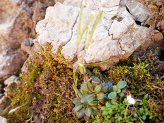 Arabis pumila