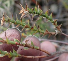 Sprengelia incarnata