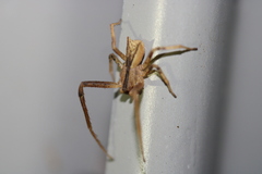 Sidymella trapezia