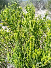 Passerina corymbosa