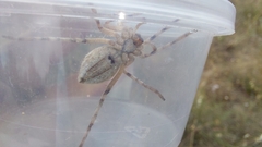 Sparassidae