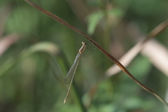 Lestidae