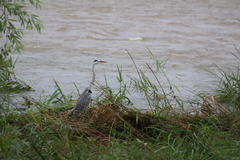Ardea cinerea