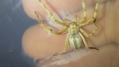 Sparassidae