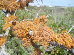 Teloschistes capensis