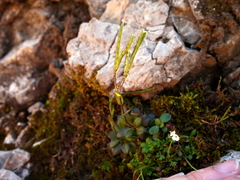 Arabis pumila