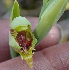 Calochilus herbaceus