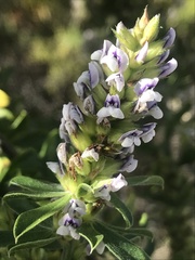Psoralea spicata