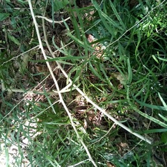 Asparagus falcatus