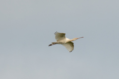 Platalea flavipes