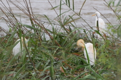 Bubulcus ibis