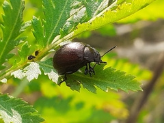 Chrysolina staphylaea