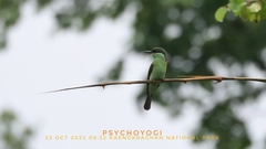 Merops viridis