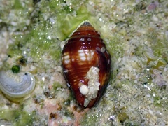 Pseudonebularia chrysalis