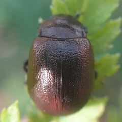 Chrysolina staphylaea