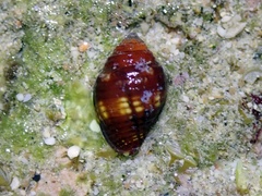 Pseudonebularia chrysalis