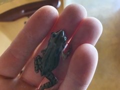 Kassina senegalensis