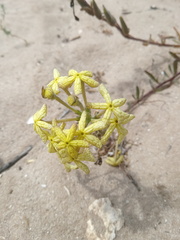 Lyperia