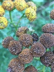 Rhopalomyia tanaceticola