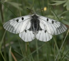 Parnassius mnemosyne