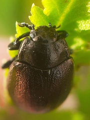 Chrysolina staphylaea