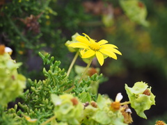 Lecocarpus pinnatifidus
