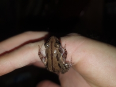 Kassina senegalensis