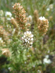 Dischisma ciliatum