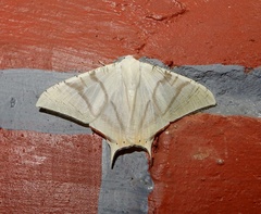 Ourapteryx marginata