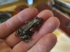 Kassina senegalensis