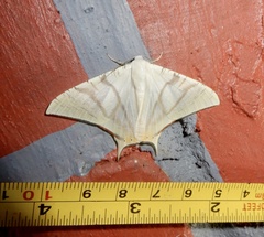 Ourapteryx marginata