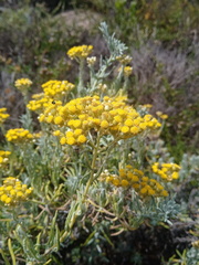 Helichrysum revolutum