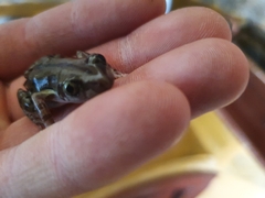 Kassina senegalensis