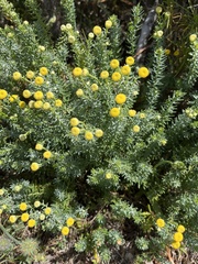 Chrysocephalum apiculatum